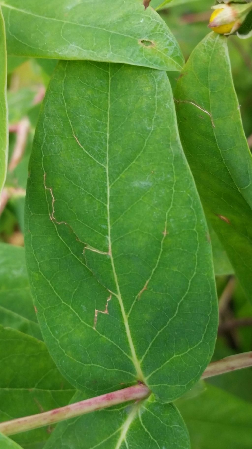 Hypericum androsaemum (Hypericaceae)